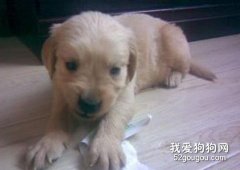 幼犬溶血性貧血怎么辦？
