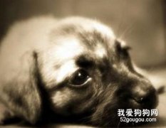 幼犬鏈球菌感染怎么辦？