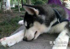 狗狗睡覺為什么會流口水？