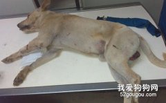 新生幼犬敗血癥怎么辦？