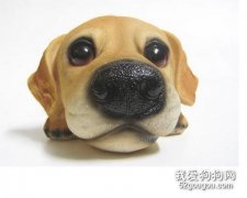 狗狗的嗅覺知識
