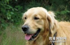 狗狗進入老年期怎么辦？