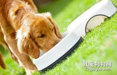 如何讓狗狗吃狗糧？