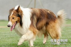 狗狗如何長壽？
