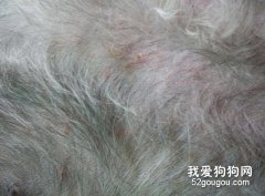 如何治療狗狗身上的螨蟲？