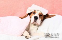 狗狗疾病如何傳染給人類？