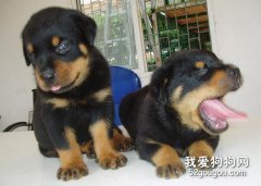 幼犬需要哪些營養？