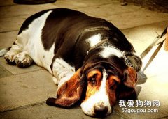 老年狗狗飲食要注意什么？
