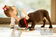 幼犬能吃哪些東西？