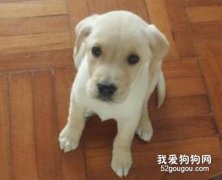 狗狗2-3個月飲食要注意什么？