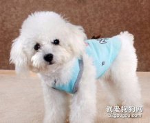 如何護理發情的母狗狗？