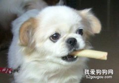 狗狗食鹽中毒怎么辦？