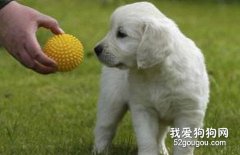 準備養狗朋友準備好了嗎？