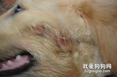 寵物皮膚真菌性疾病淺析