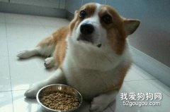 詳解狗狗挑食的解決辦法