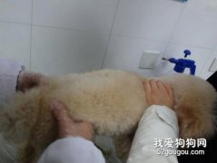 有關狗狗椎間盤突出的治療