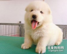 一些寵物常見病的簡單處理方法