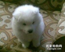 狗類易患病分類
