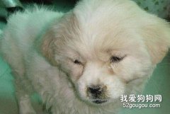犬冬季感冒和傳染病區分