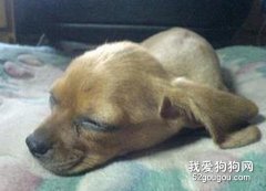 犬中毒的各種急救知識