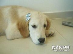 寵物的發熱癥診治小秘方