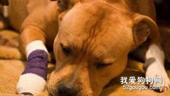 教你寵物急救知識
