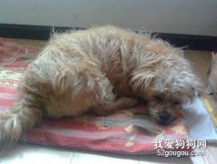 對待初到狗狗的注意事項