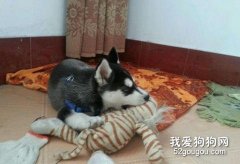狗狗翻臉有原因