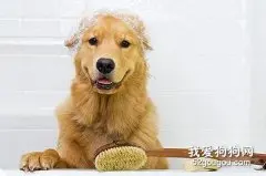 宠物美容之狗洗澡