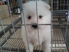 狗需要籠子嗎？