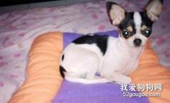 別讓吉娃娃狗媽媽產后低鈣