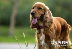 可卡犬的耳部護理