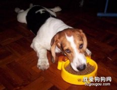 影響犬食欲的原因