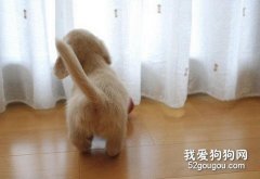 狗狗語言狗尾巴的功能