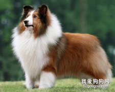 喜樂蒂牧羊犬的養護和美容