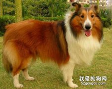 飼養喜樂蒂會遭遇到的問題