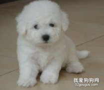如何調整比熊犬喂食量？