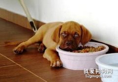 影響狗狗進食的原因