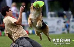 訓練狗狗的10條思想準備