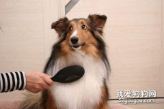 怎樣正確為愛犬梳毛