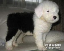 古牧幼犬的照顧要點