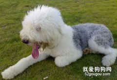 古牧的常規美容