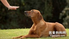 訓練犬不要亂啃銜物品