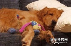 照顧老狗注意事項