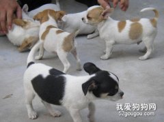 吉娃娃幼犬所需的營養