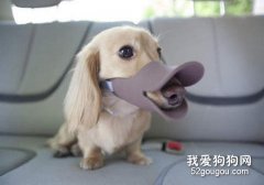 如何制止愛犬隨意舔人