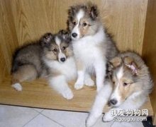 喜樂蒂犬的毛色如何