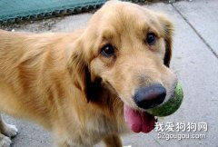 在玩耍中訓練愛犬
