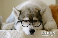哈士奇的美容與日常護理