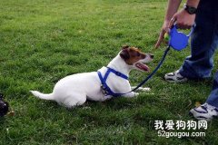 狗狗的禮貌訓練法